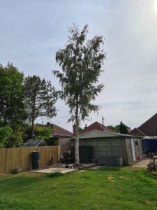 Arboriculture_1-scaled.jpg