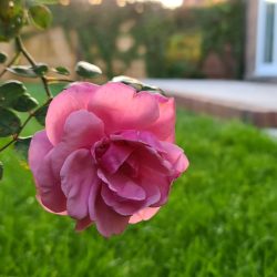 Horticulture_4.jpeg